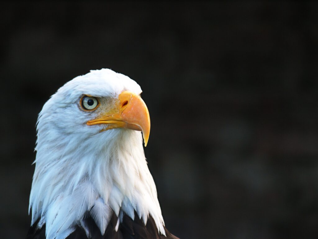 Bald Eagle In Maine Wildlife park