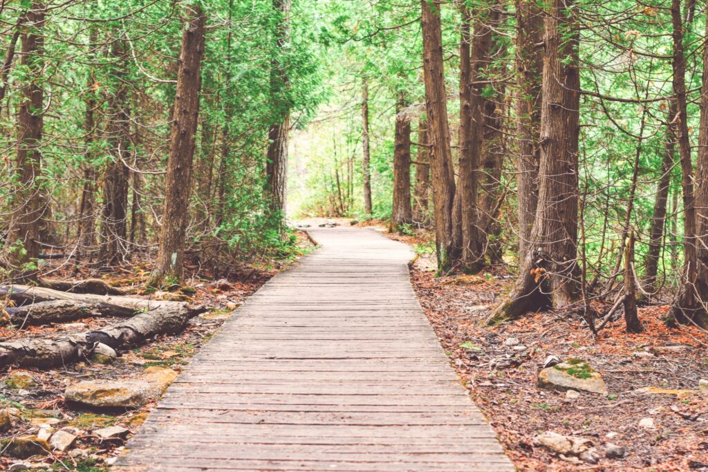 Tree Trail In Maine