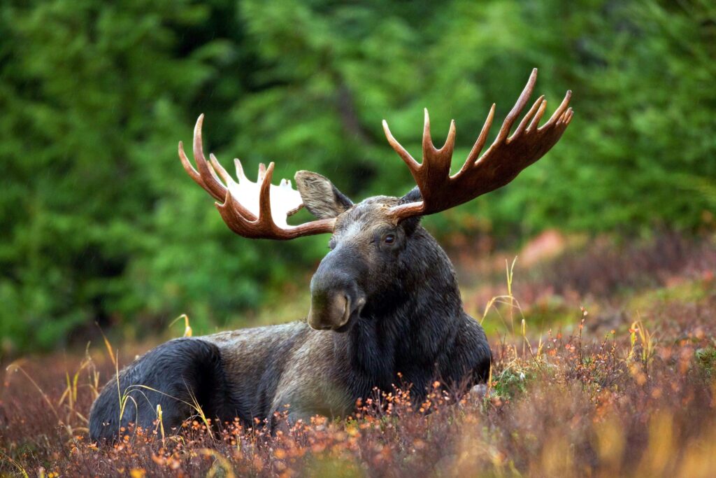 spotting moose in maine wildlife park