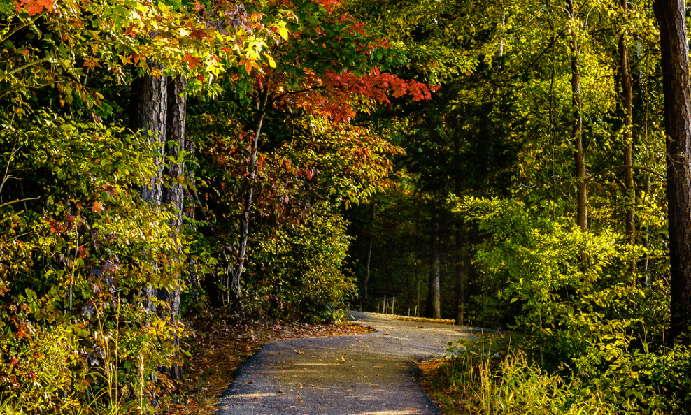 Bogachiel State Park