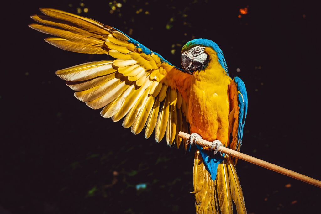 Cornell Lab of Ornithology