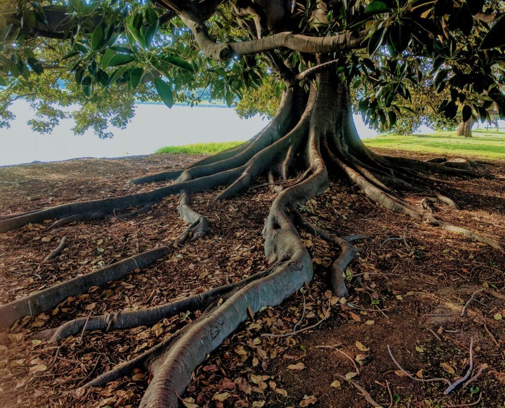 Kalaloch Tree of Life