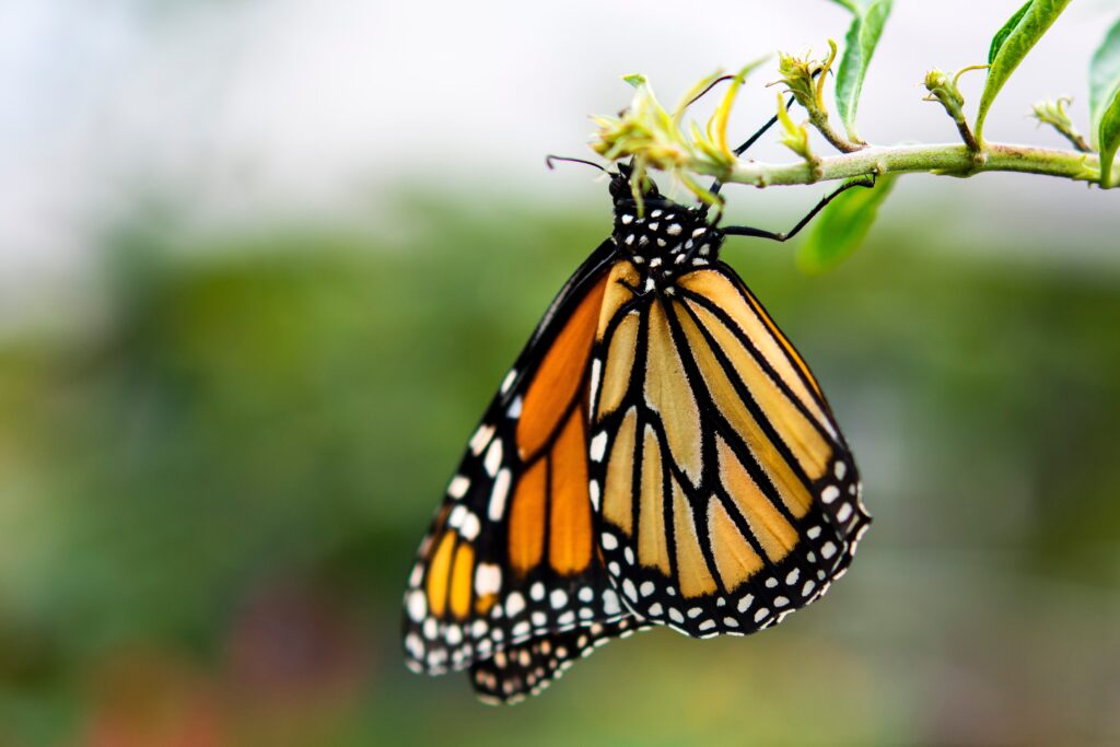 Monarch Butterfly Grove