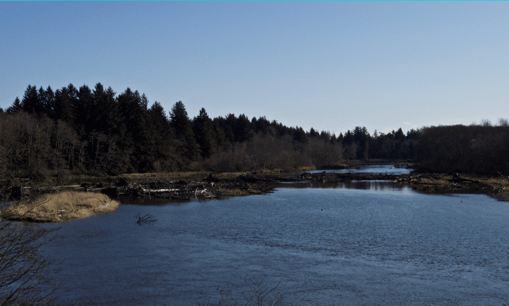 Quillayute River Valley