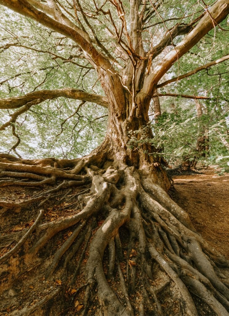 Tree Graveyard