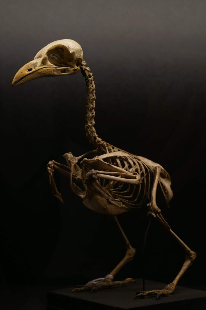 Skeleton Museum Of Osteology