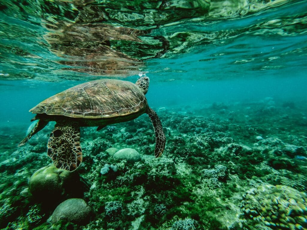 Admire The Sea Turtles
