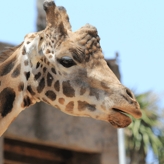 Melbourne Zoo