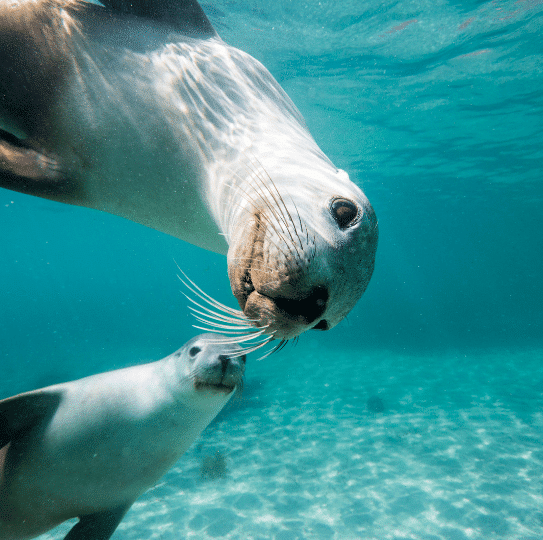 Snorkel with sea lions at Maria Island