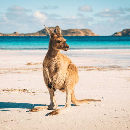Spend time with kangaroos