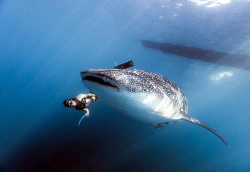 Swim With Whale Sharks