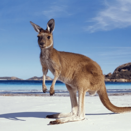 20 Best Things to Do In Australia: A Comprehensive Guide