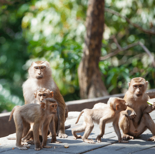 Watch Monkeys at Monkey Hill