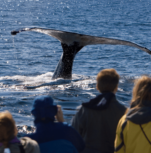 Watch whales at their annual migration