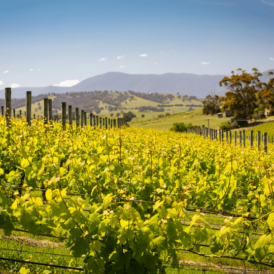 Yarra Valley