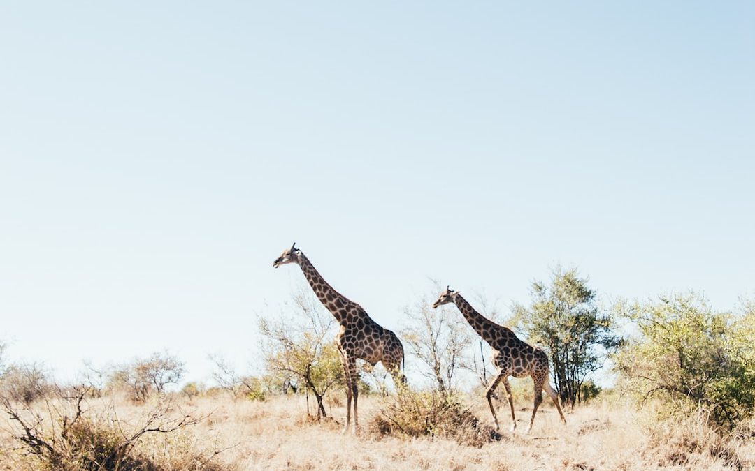 two brown Giraffe on brown grass field