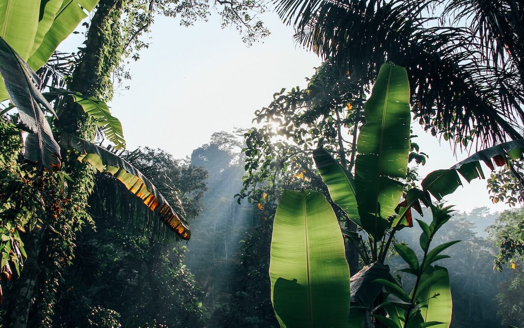 green banana tree under white sky during daytime