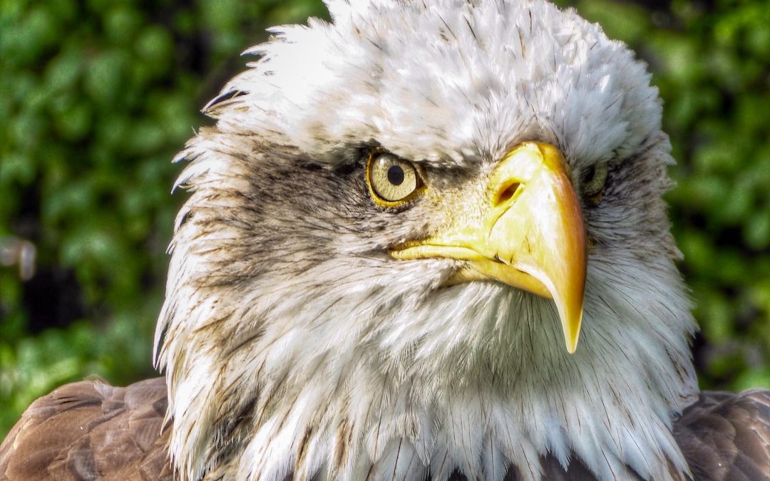 a close up of an eagle's head with trees in the background