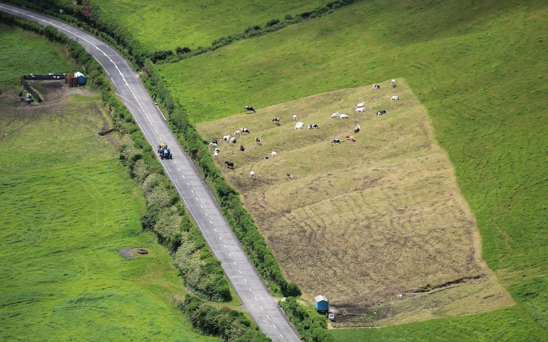 an aerial view of a country road and a herd of cattle