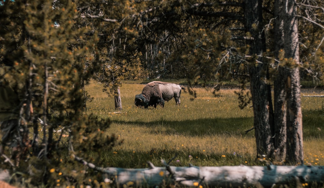a bison grazing in a field surrounded by trees
