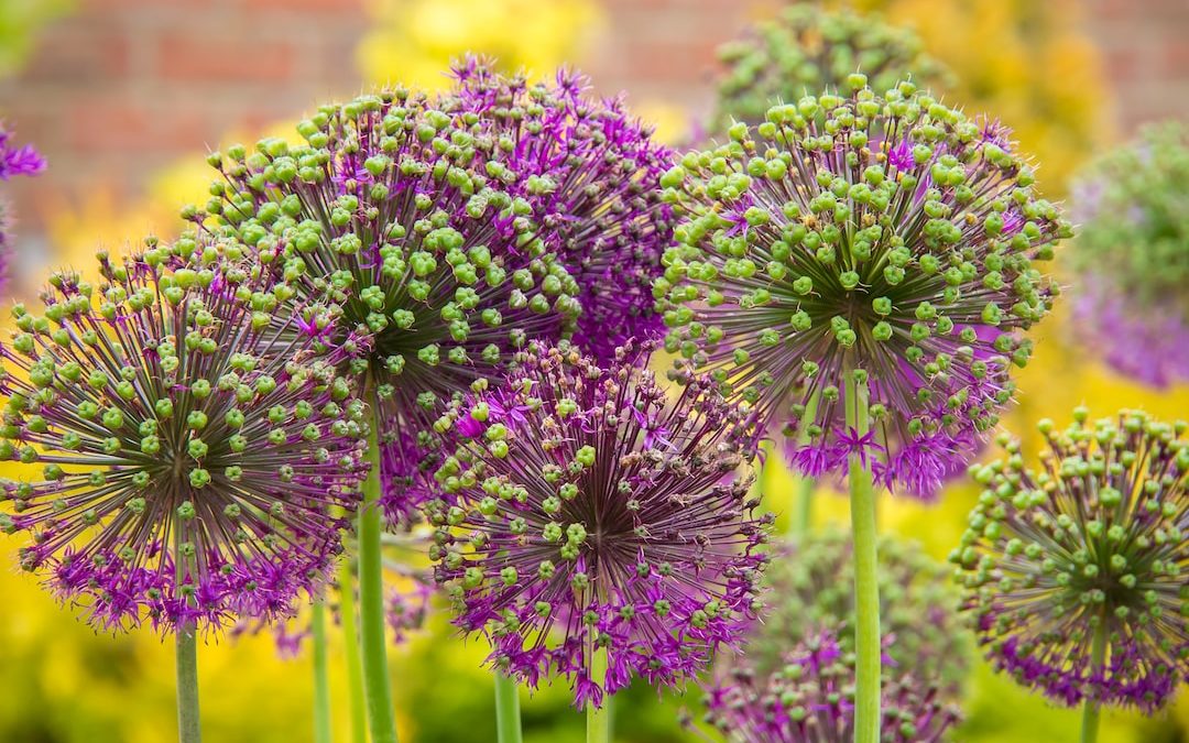 selective focus photography of purple petaled flower