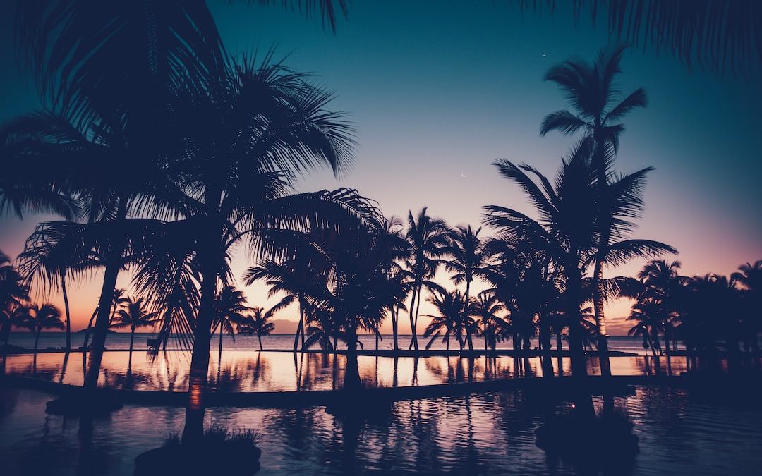 silhouette photo of palm trees