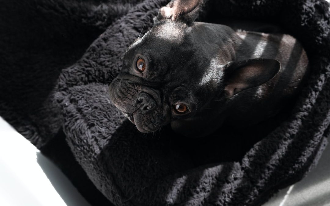 black French bulldog on black pet bed