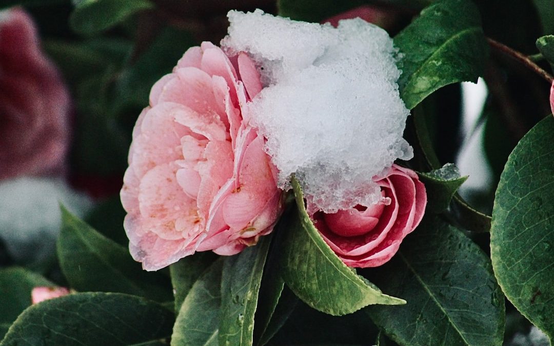 pink and white flower in close up photography