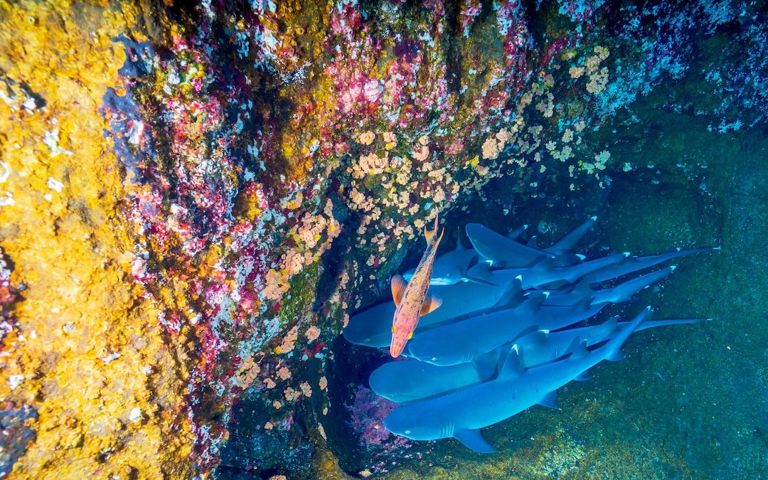 fish near coral reef underwater