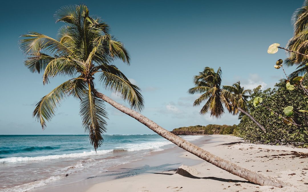 green leaning coconut tree near seashore at daytime
