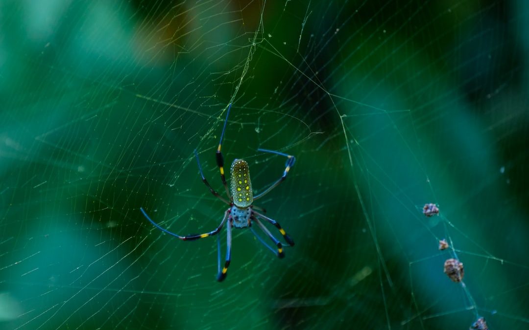 a close up of a spider on its web