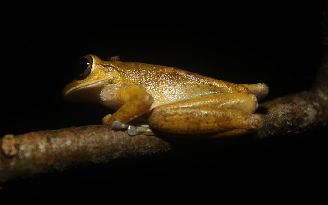 brown frog perched on tree branch