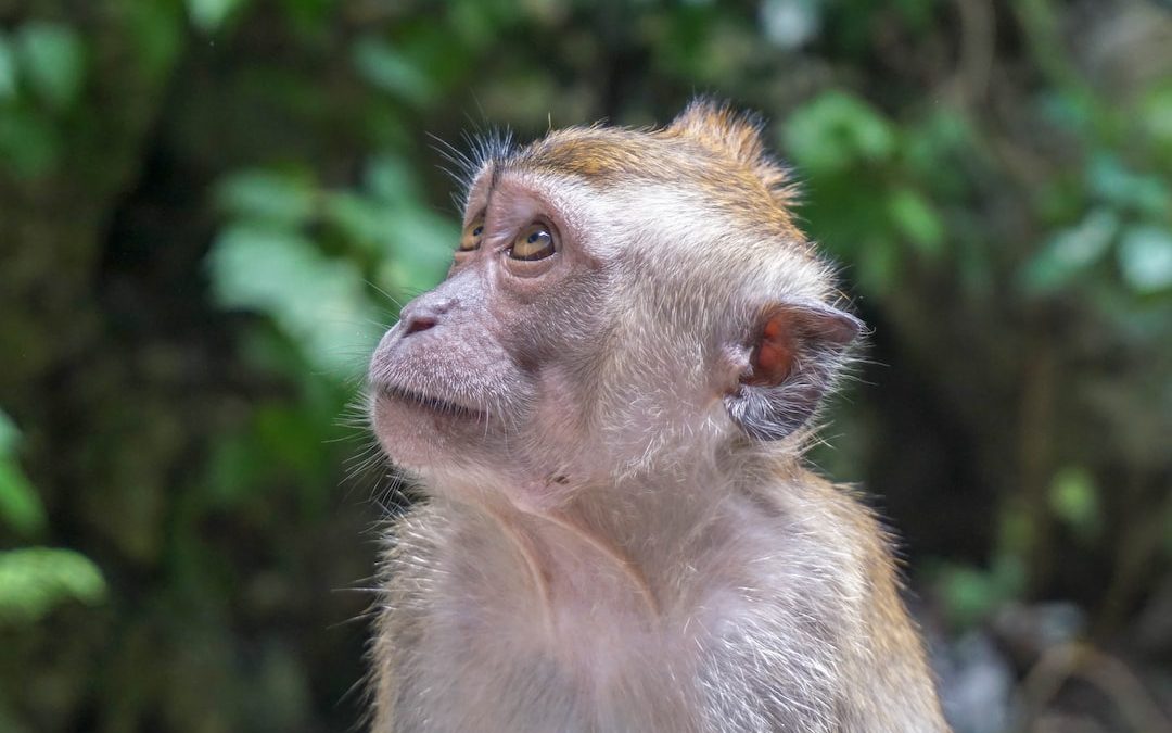 brown monkey in tilt shift lens