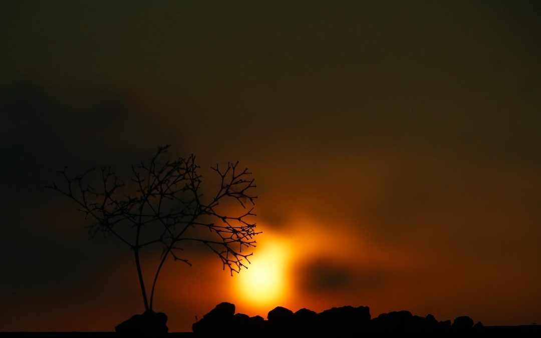 a tree with the sun behind it