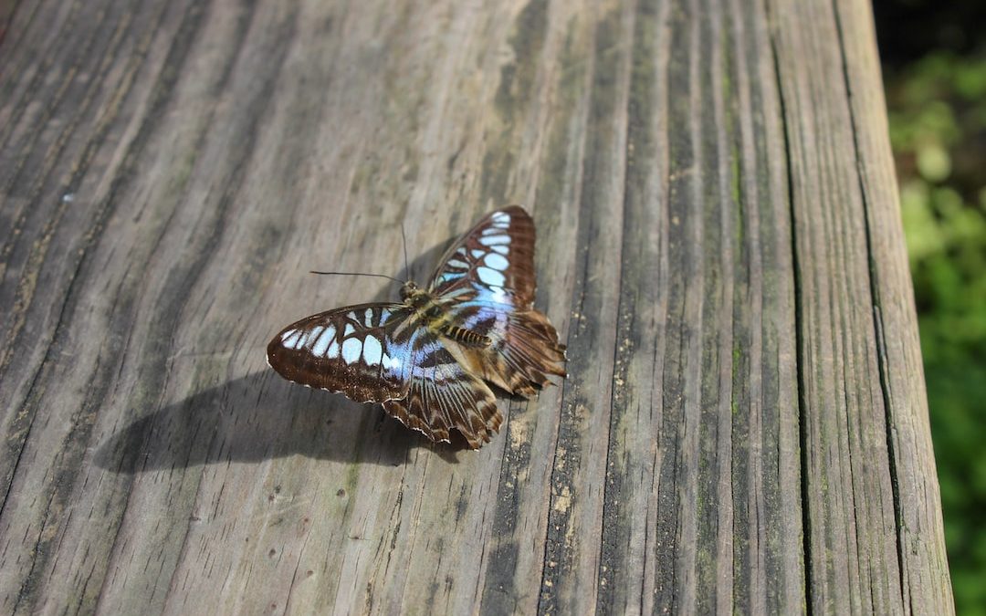 brown moth on wooden panel