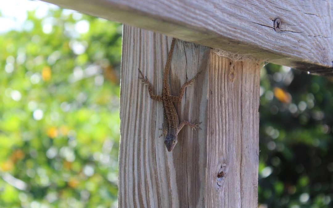 a lizard that is sitting on a wooden post