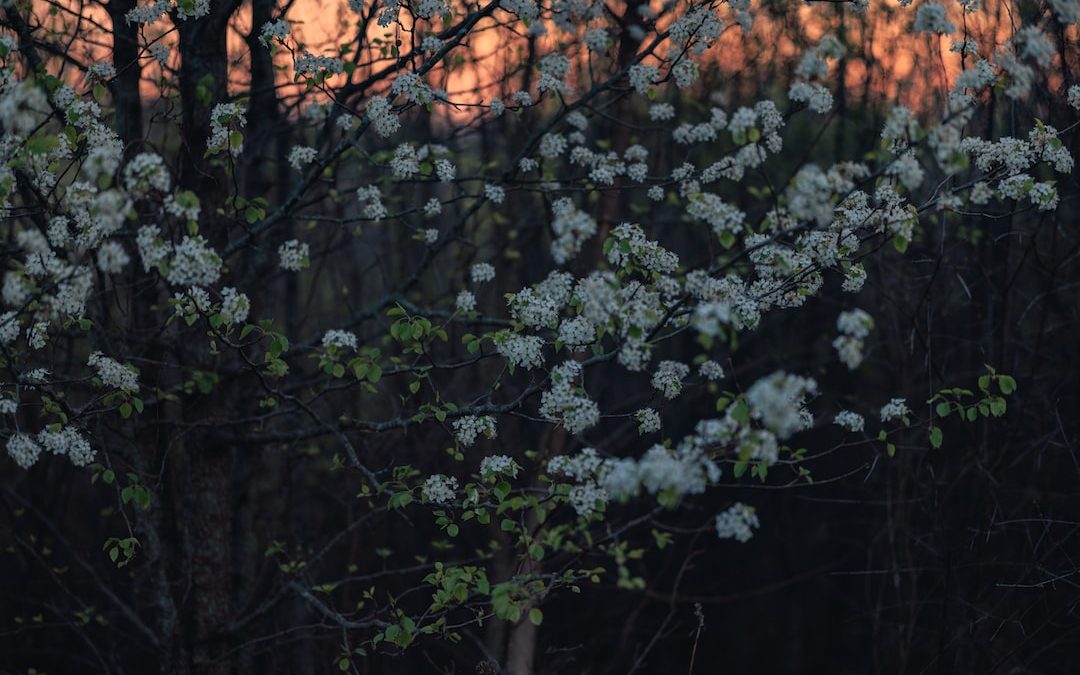 a tree with white flowers in front of a forest