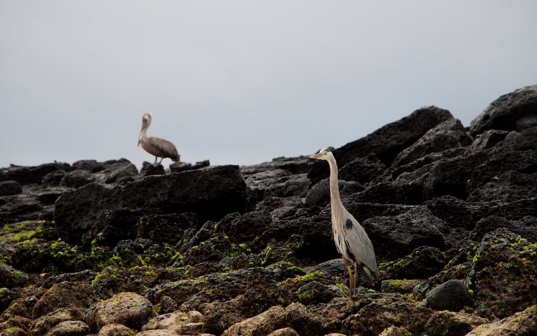 white and gray bird on brown rock during daytime