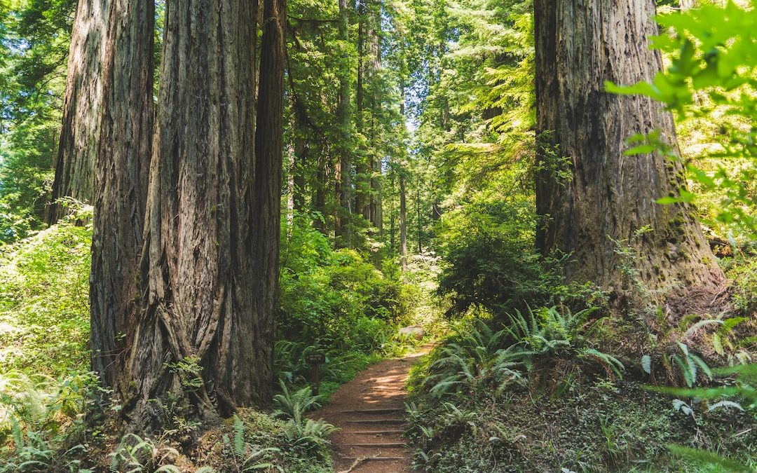 Discovering the Majestic Redwood Forests of California