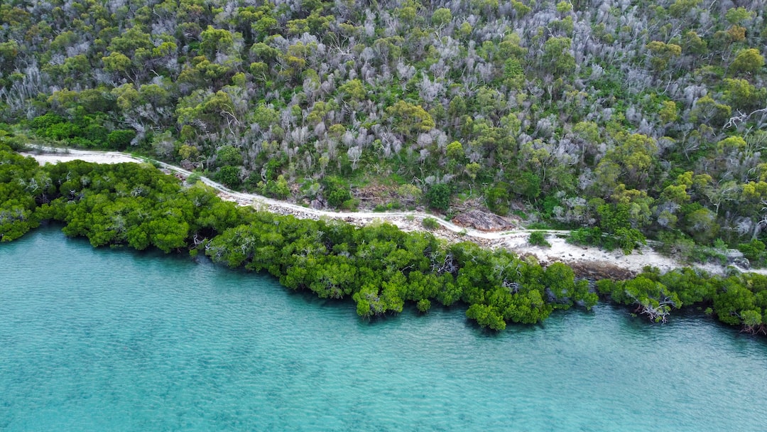 a body of water with trees and a beach