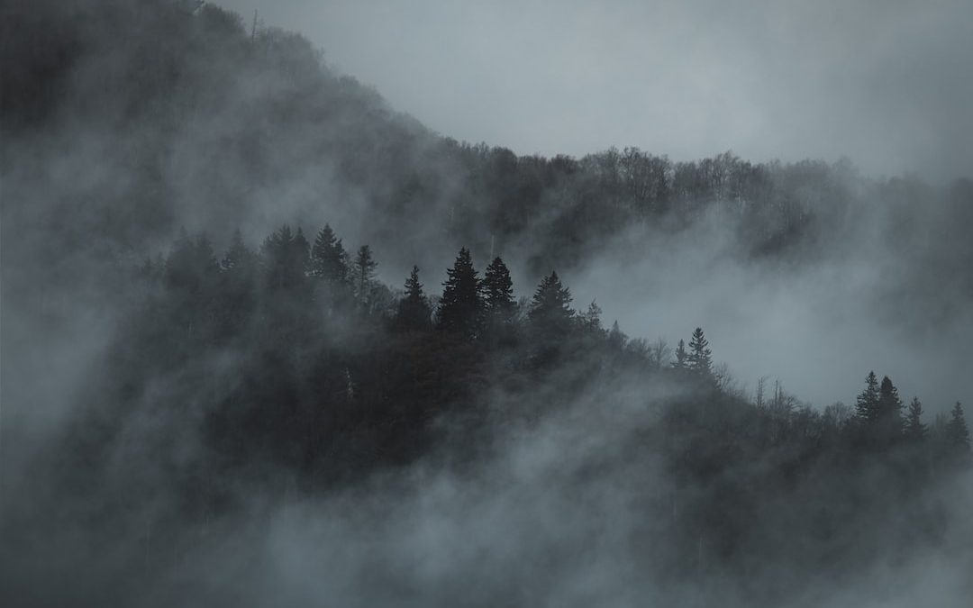 a mountain covered in fog with trees in the foreground