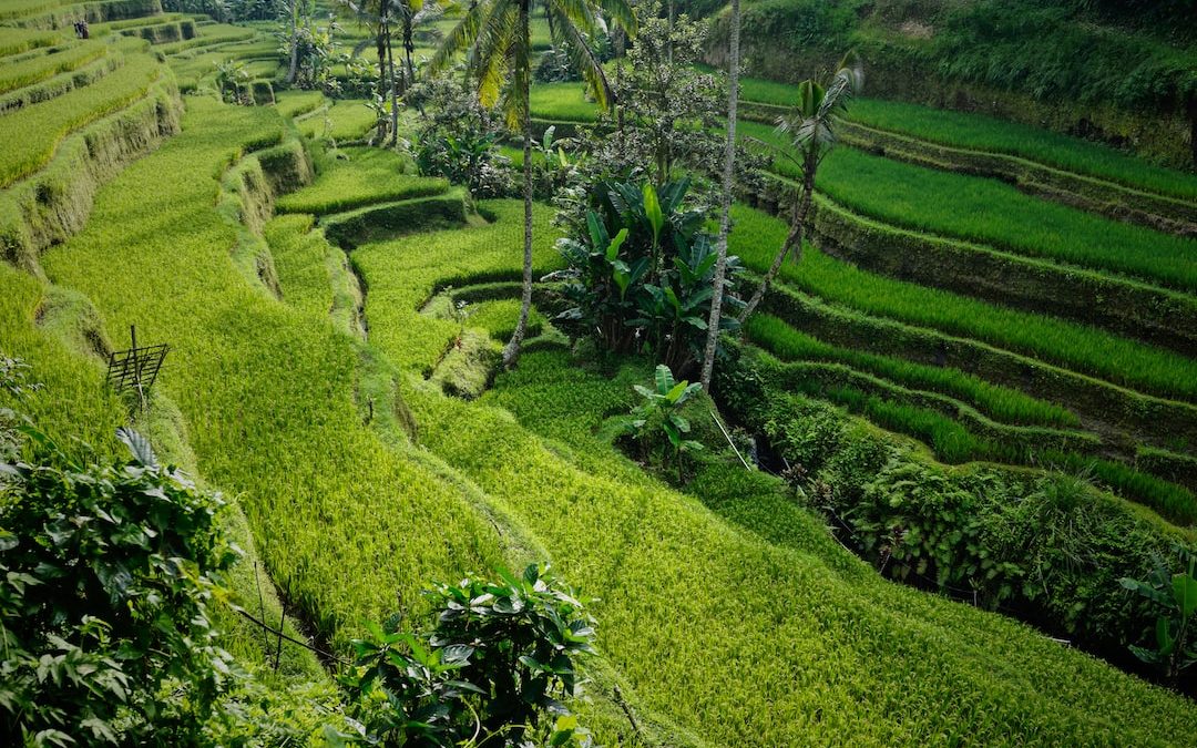 landscape photo of rice terraces