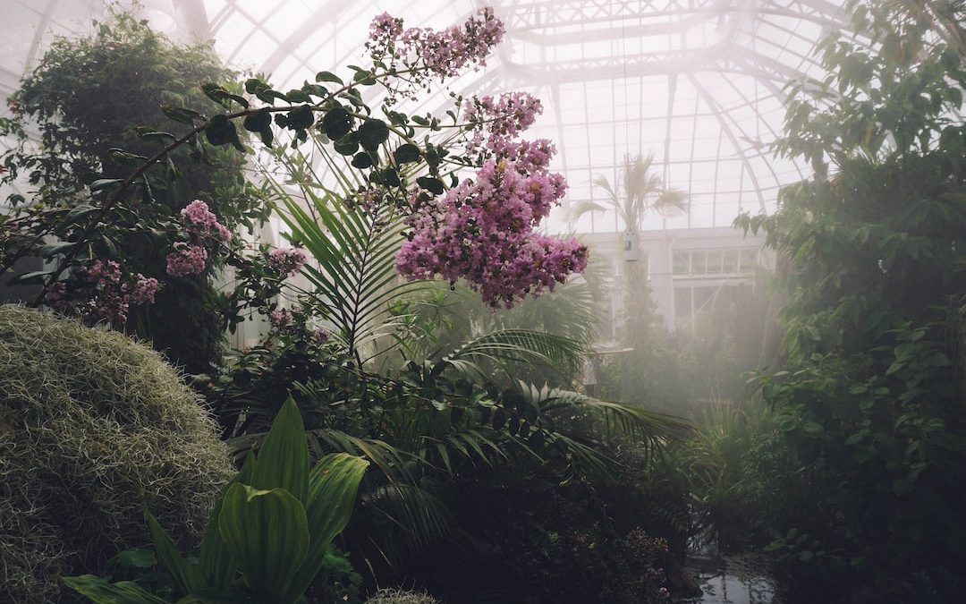 pink flower plant with mists surrounded by green plants
