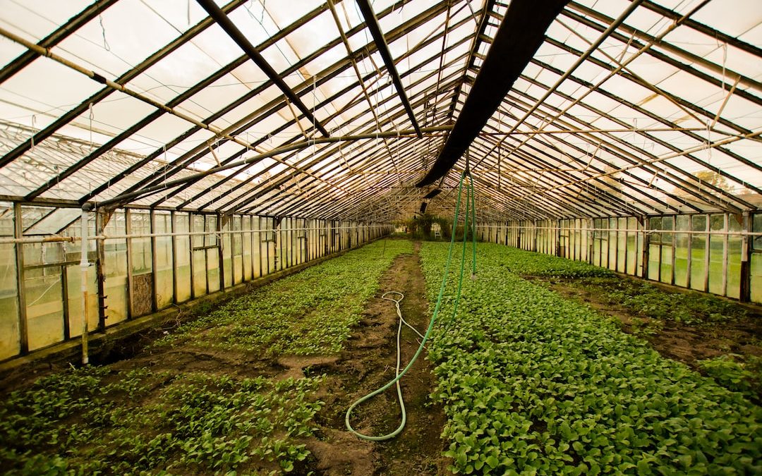 greenhouse interior