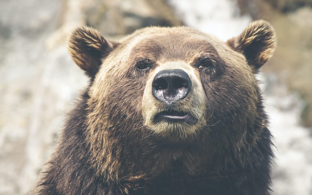 brown bear selective focal photo during daytime