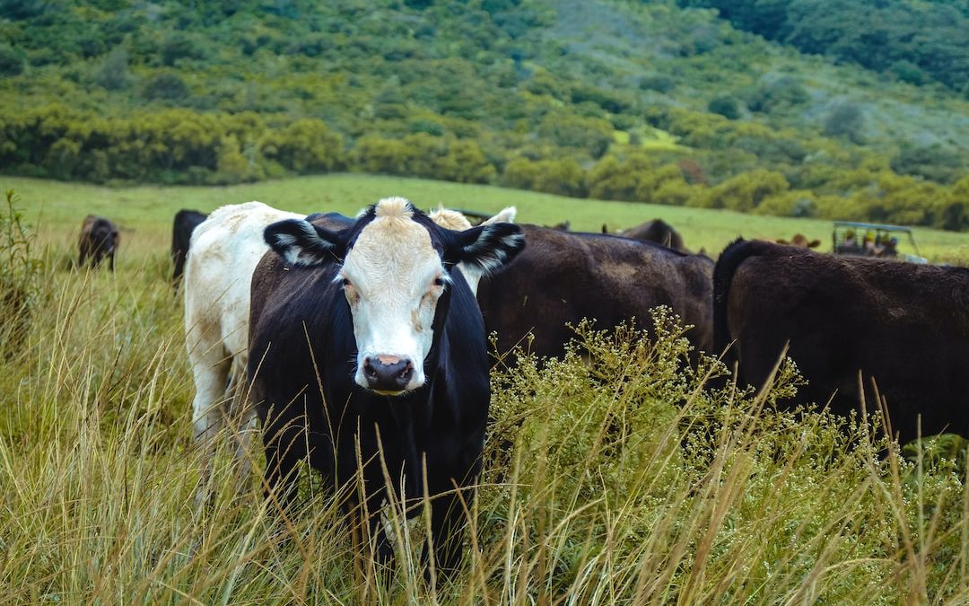 a group of cows in a field