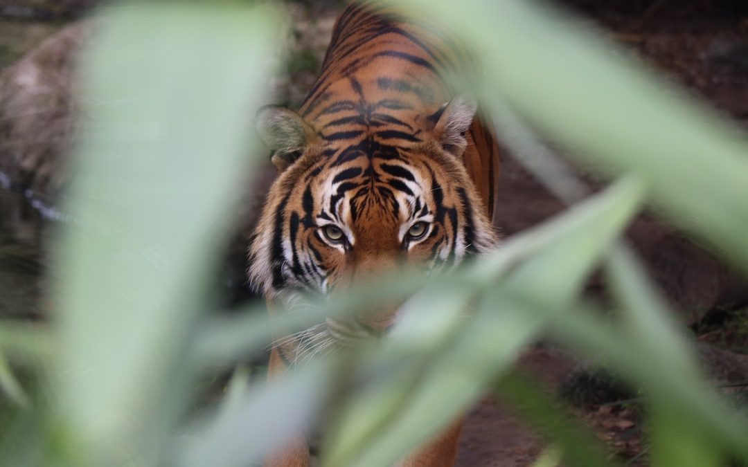 tiger walking towards on green leaf plant during daytime