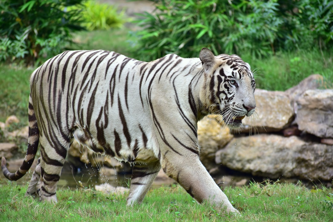 Wildlife Spotting in the Western Ghats: A Look at India's Endangered ...