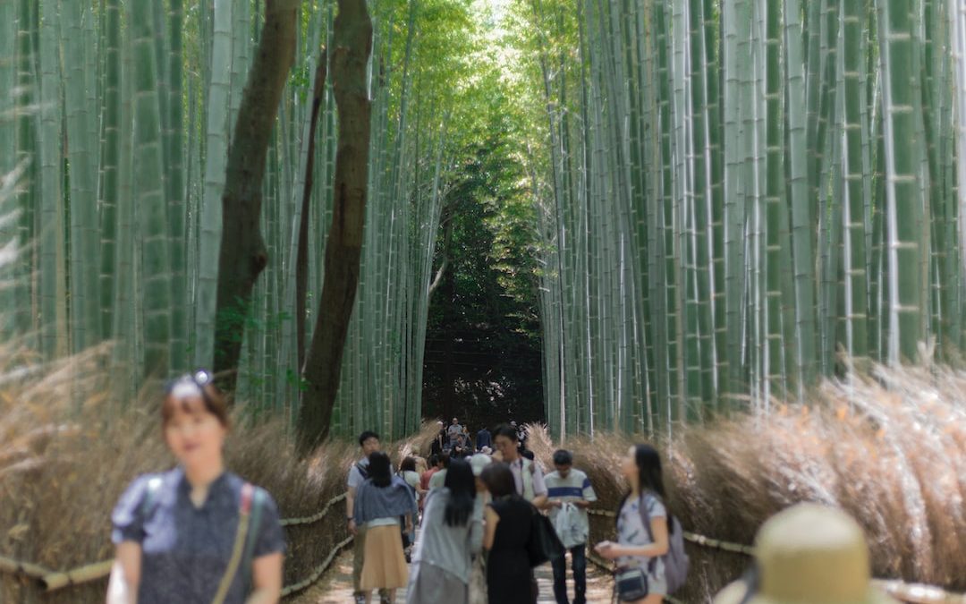 people walking at the foot bridge between bamboo trees