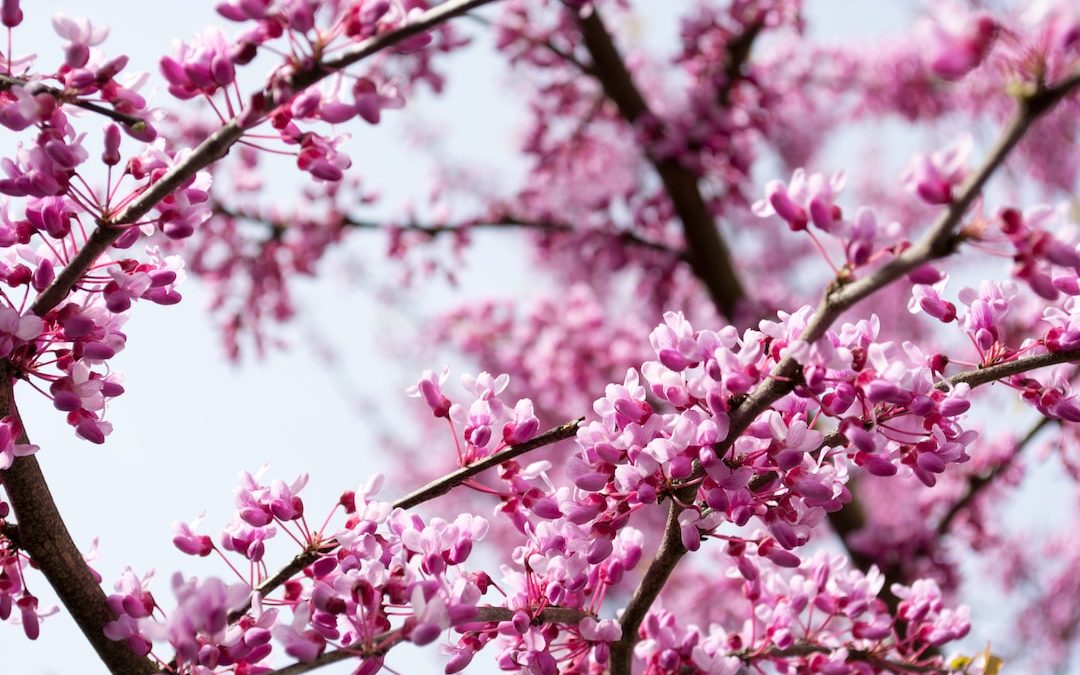 selective focus photography of pink petaled flower